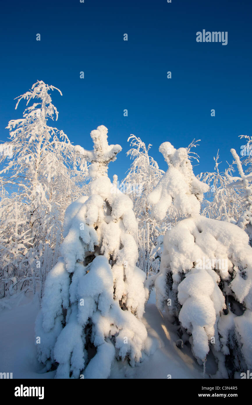 Snow covered pine ( pinus sylvestris ) tree saplings at Winter ...