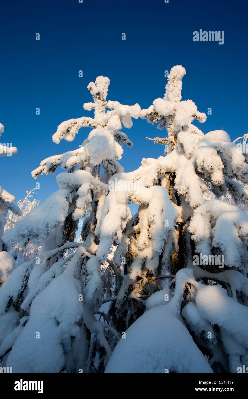 Pinus sylvestris sapling hi-res stock photography and images - Alamy