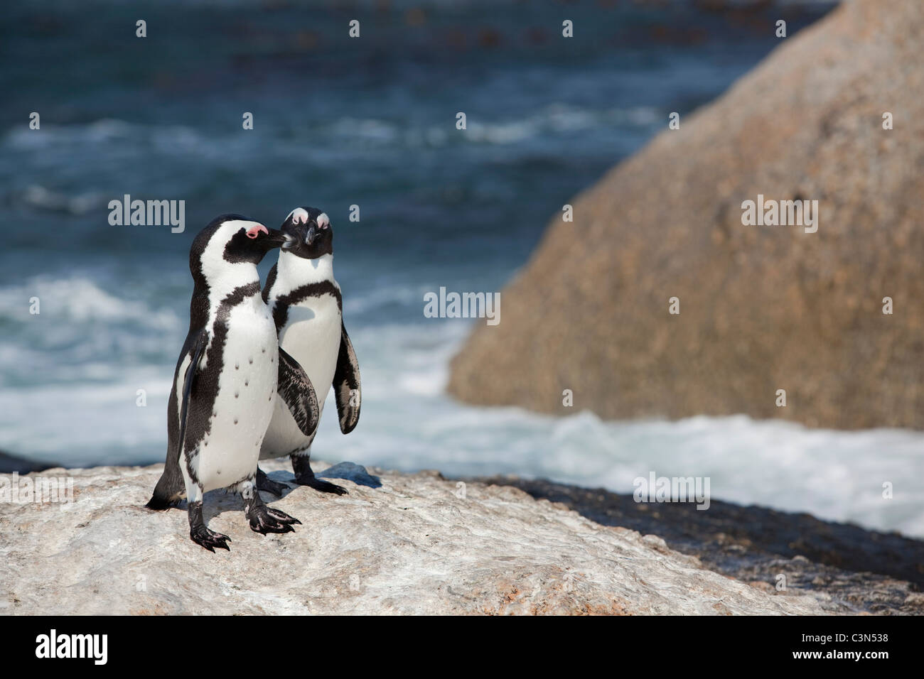 South Africa, Cape Peninsula, Simonstown, Boulders Beach. Jackass Penguins, also: African Penguins. Stock Photo