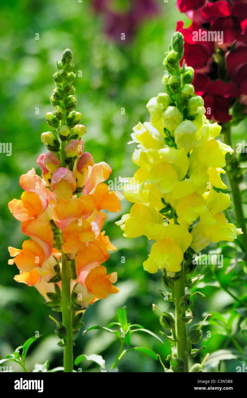 Three different colors of Snapdragon Flowers (Antirrhinum) in the Garden Stock Photo Alamy