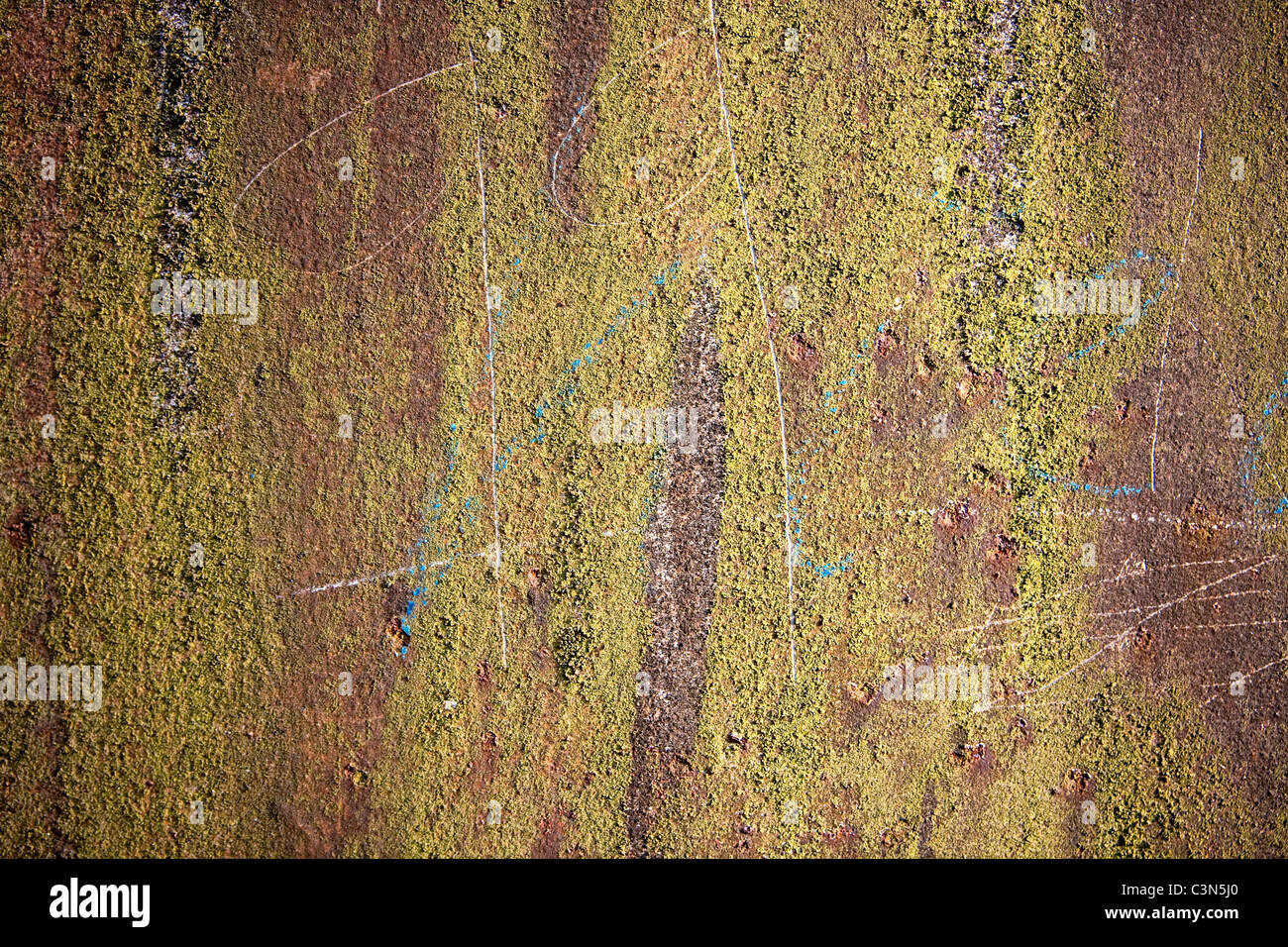 Photography shows a rusty metall background and moss. Stock Photo