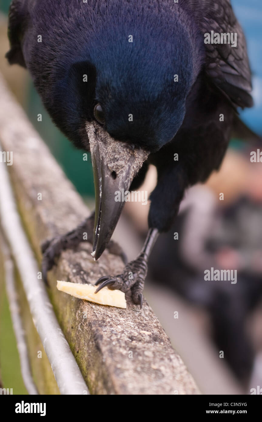 Carrion crow a big black bird native to Western Europe eating a piece of cheese Stock Photo Alamy