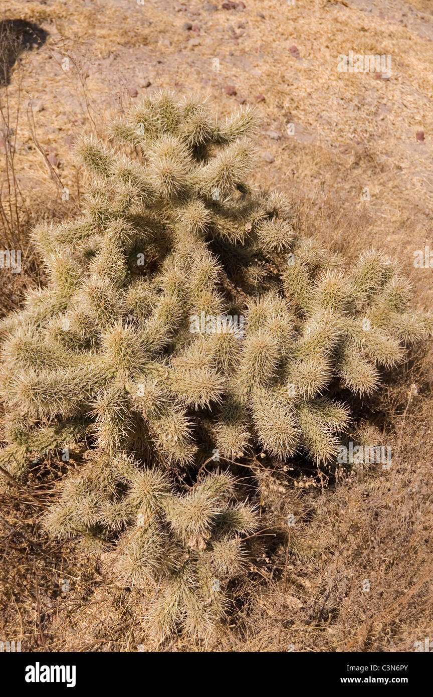 Abrojo cactus (cholla / cylindropuntia sp) growing in Zumpango, Mexico Stock Photo