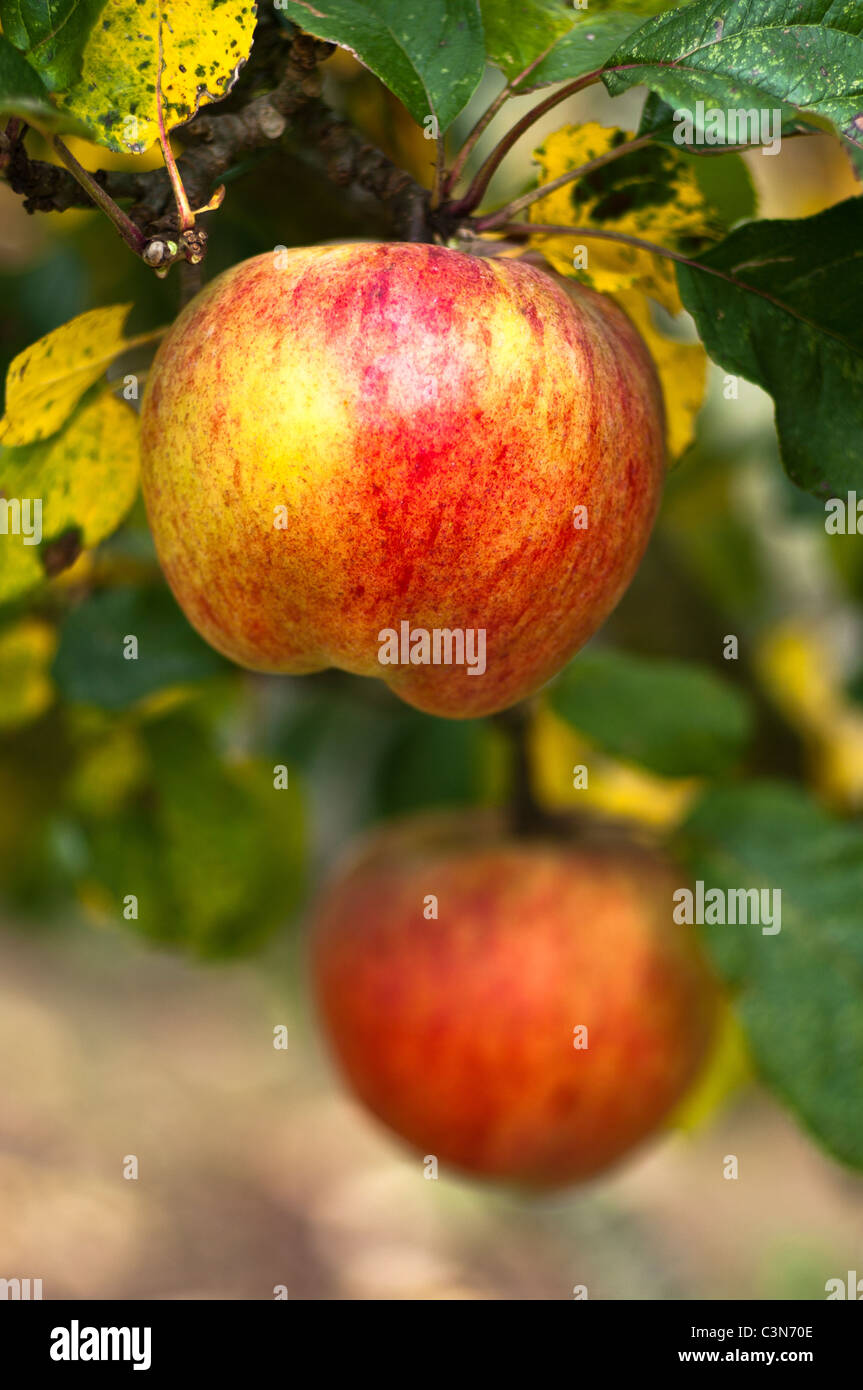 Ripe apples on 'Howgate Wonder' tree in autumn Stock Photo