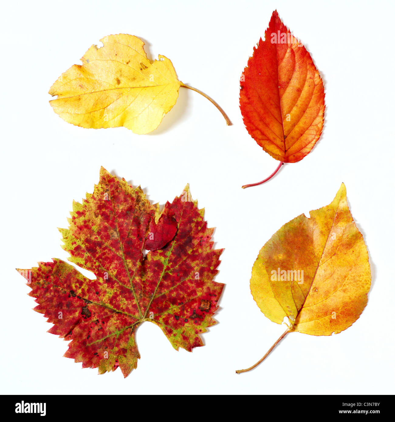 Golden red and orange leaves on white background Stock Photo
