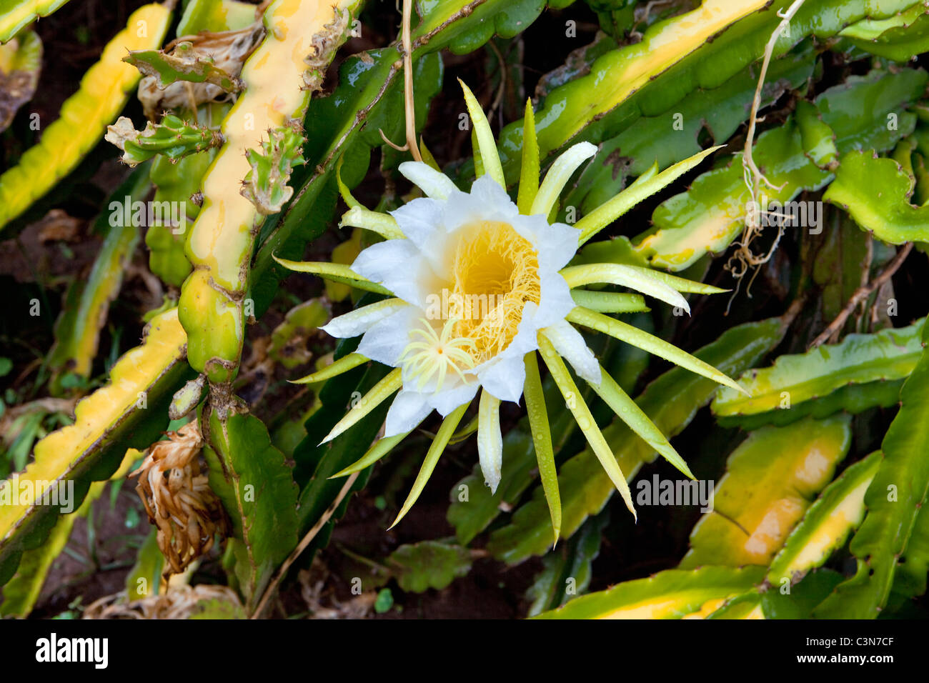 South Africa, Western Cape, Calitzdorp, Red Mountain Nature Reserve. Flowering succulent. Stock Photo