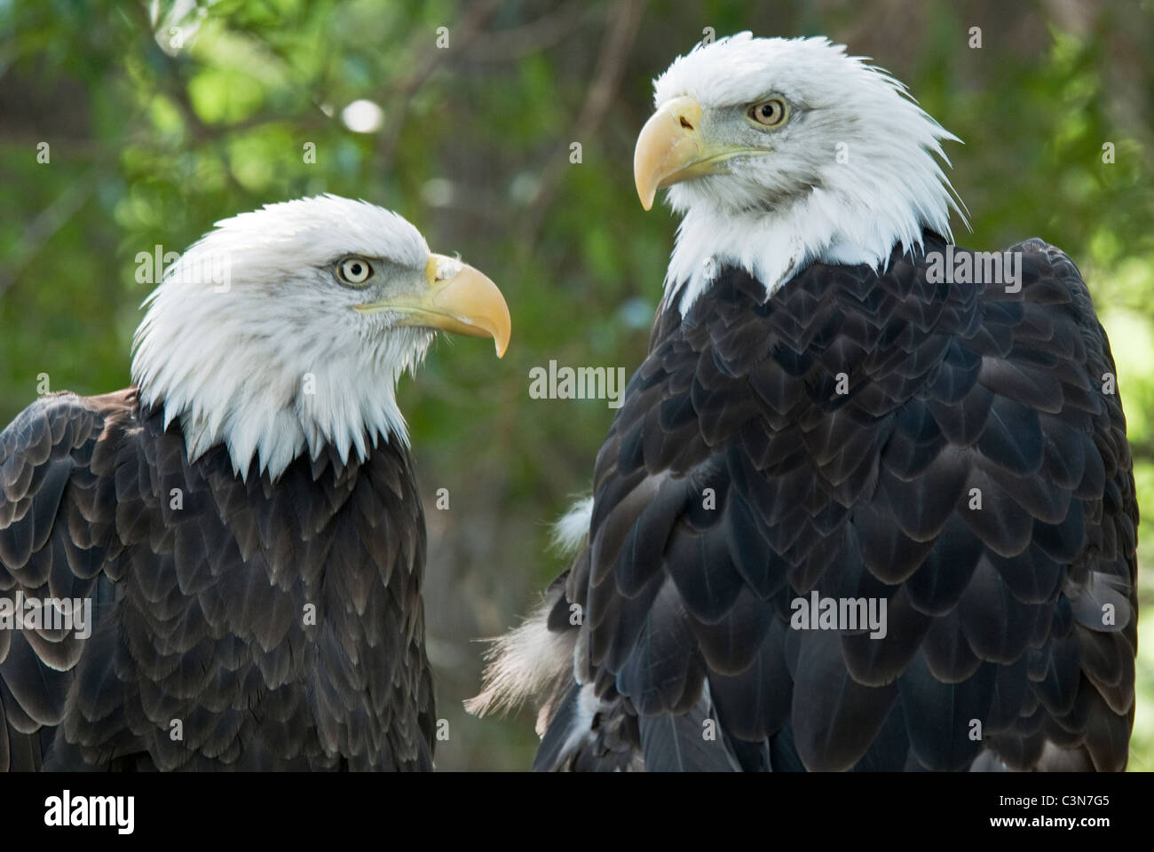 Bald Eagles Haliaeetus leucocephalus Zoo Montana Billings Montana USA Stock Photo