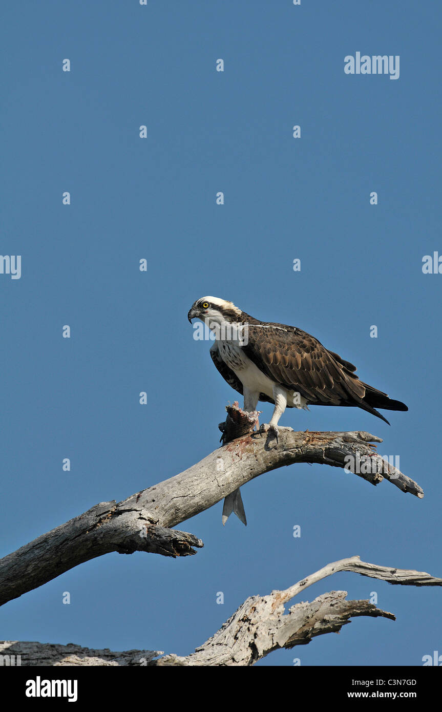 Osprey: Pandion haliaetus. With fish. Honeymoon Island, Florida, USA. Stock Photo