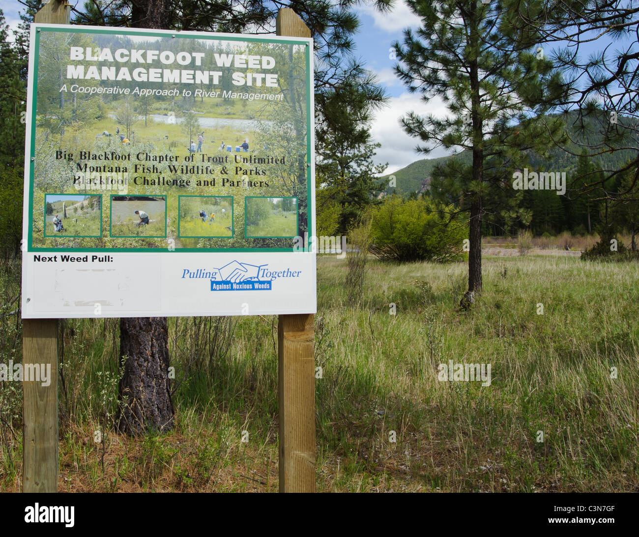 Through a cooperative effort, his area along the Blackfoot River in western Montana is a weed management site. Stock Photo