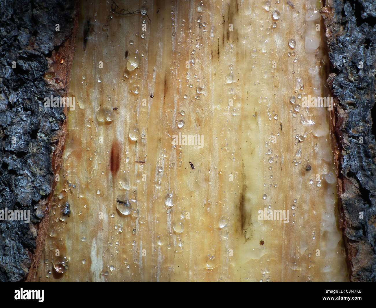 Tree sap flowing hires stock photography and images Alamy