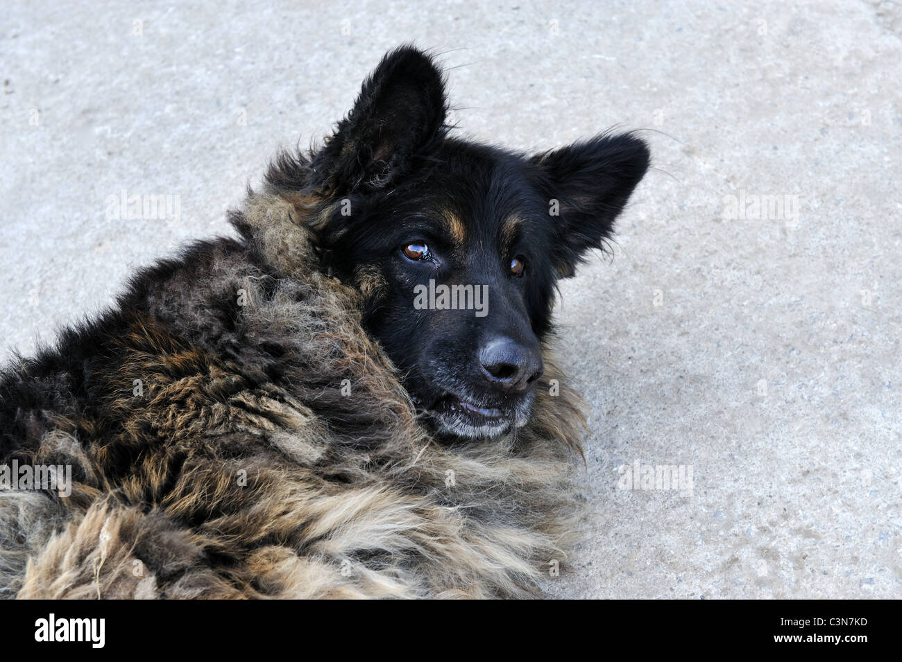 A portrait of a pedigree Germany shepherd dog. Stock Photo