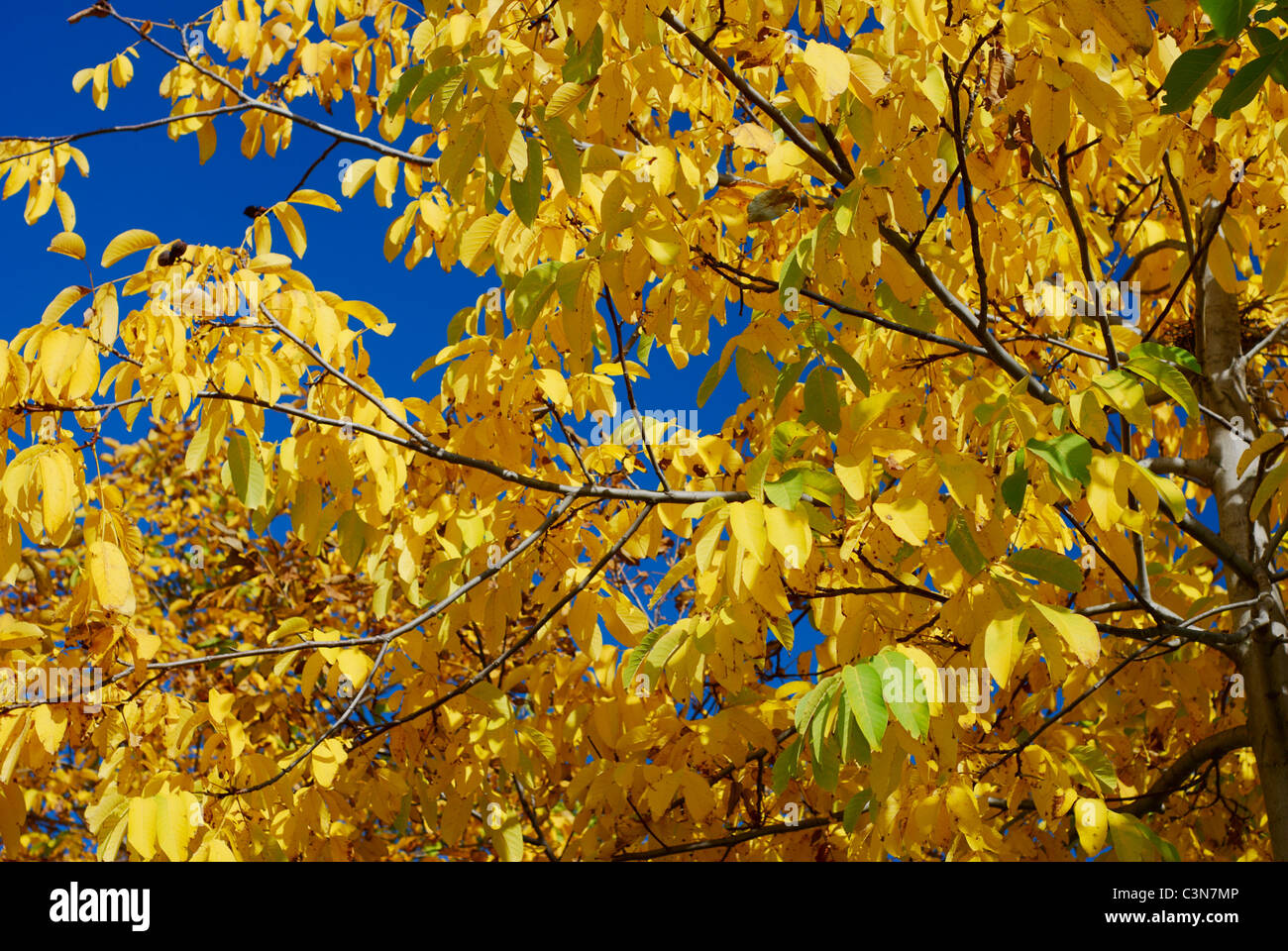 detail of a yellow walnut tree in autumn Stock Photo