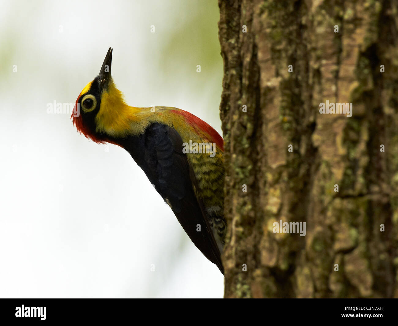 Male Woodpecker - Melanerpes Flavifrons Stock Photo