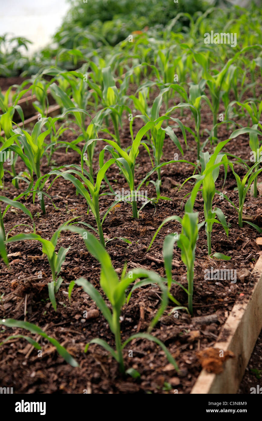 Growing Sweet Corn variety 'Mini Pop' in raised bed in a polythene