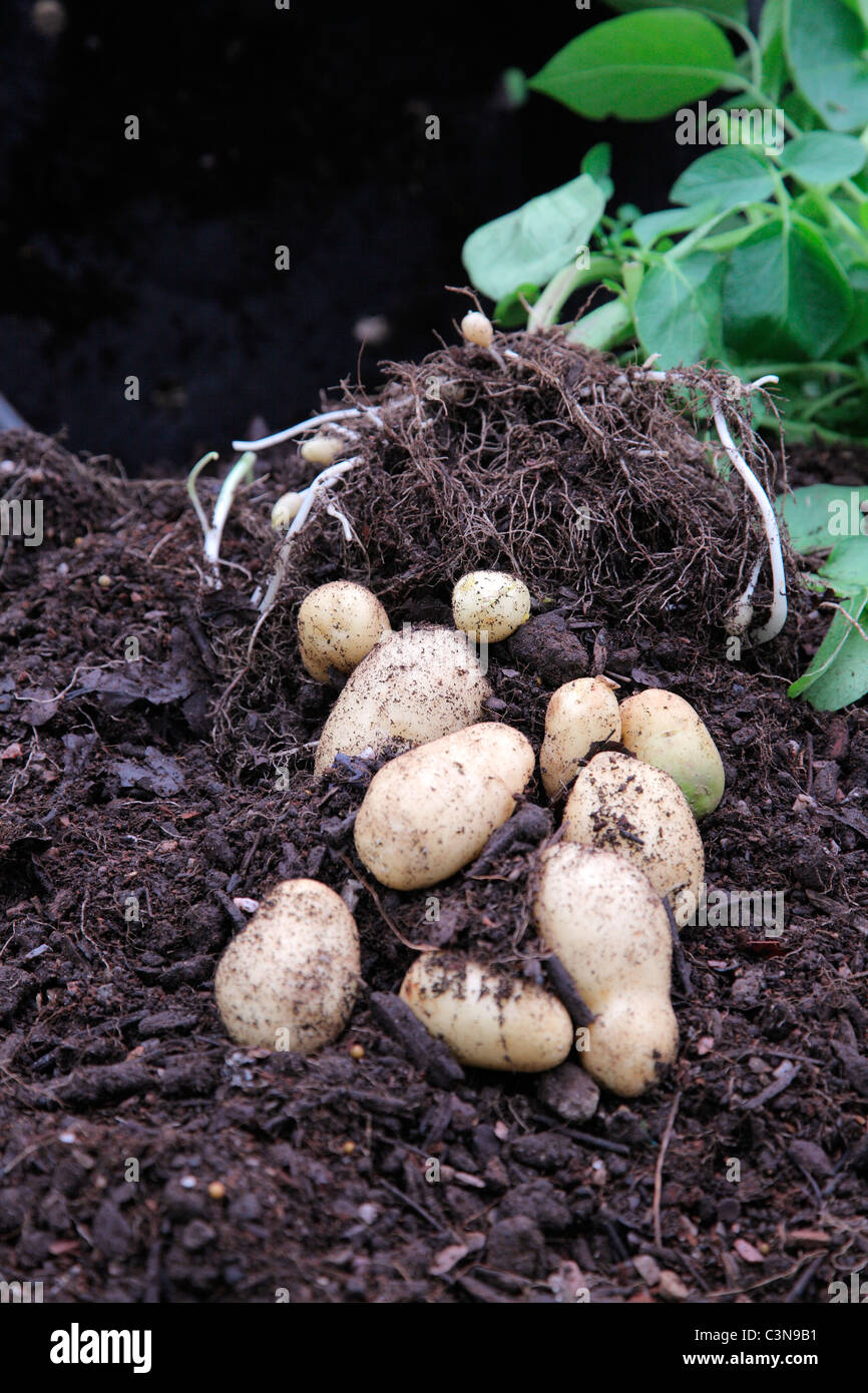 New Potato variety 'Arran Pilot' planted in 20 litre pot 22 February and harvested 10 May Stock Photo