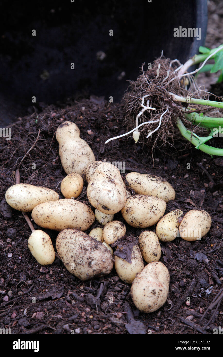 New Potato variety 'Arran Pilot' planted in 20 litre pot 22 February and harvested 10 May Stock Photo