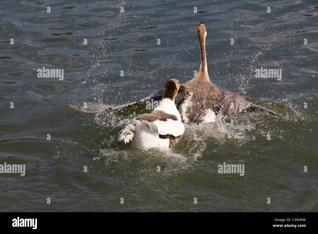 A goose was attacking a duck when another goose; different species, came to its defense and chased the offender away. Stock Photo