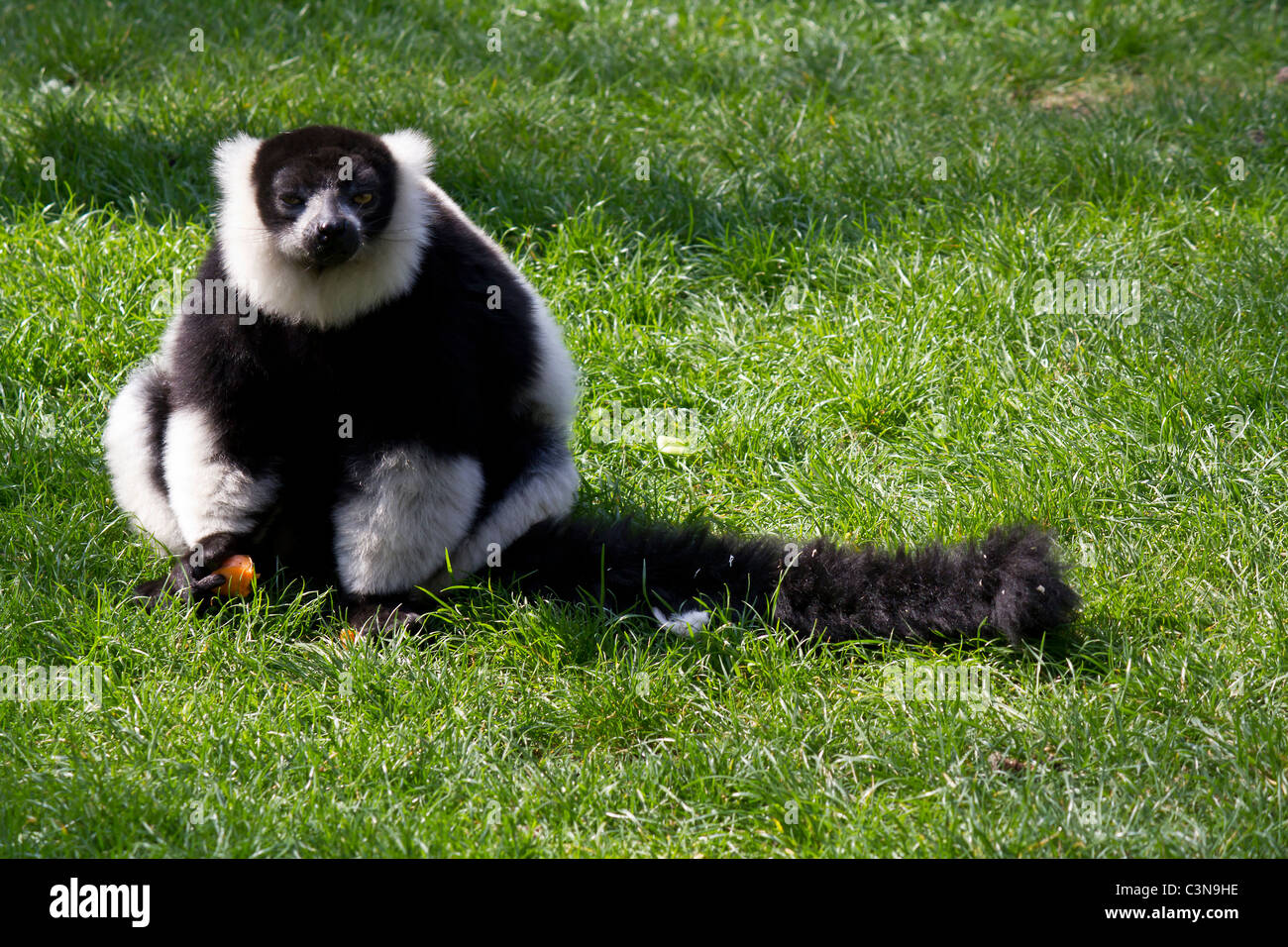 A black Ruffed Lemur guarding its meal Stock Photo