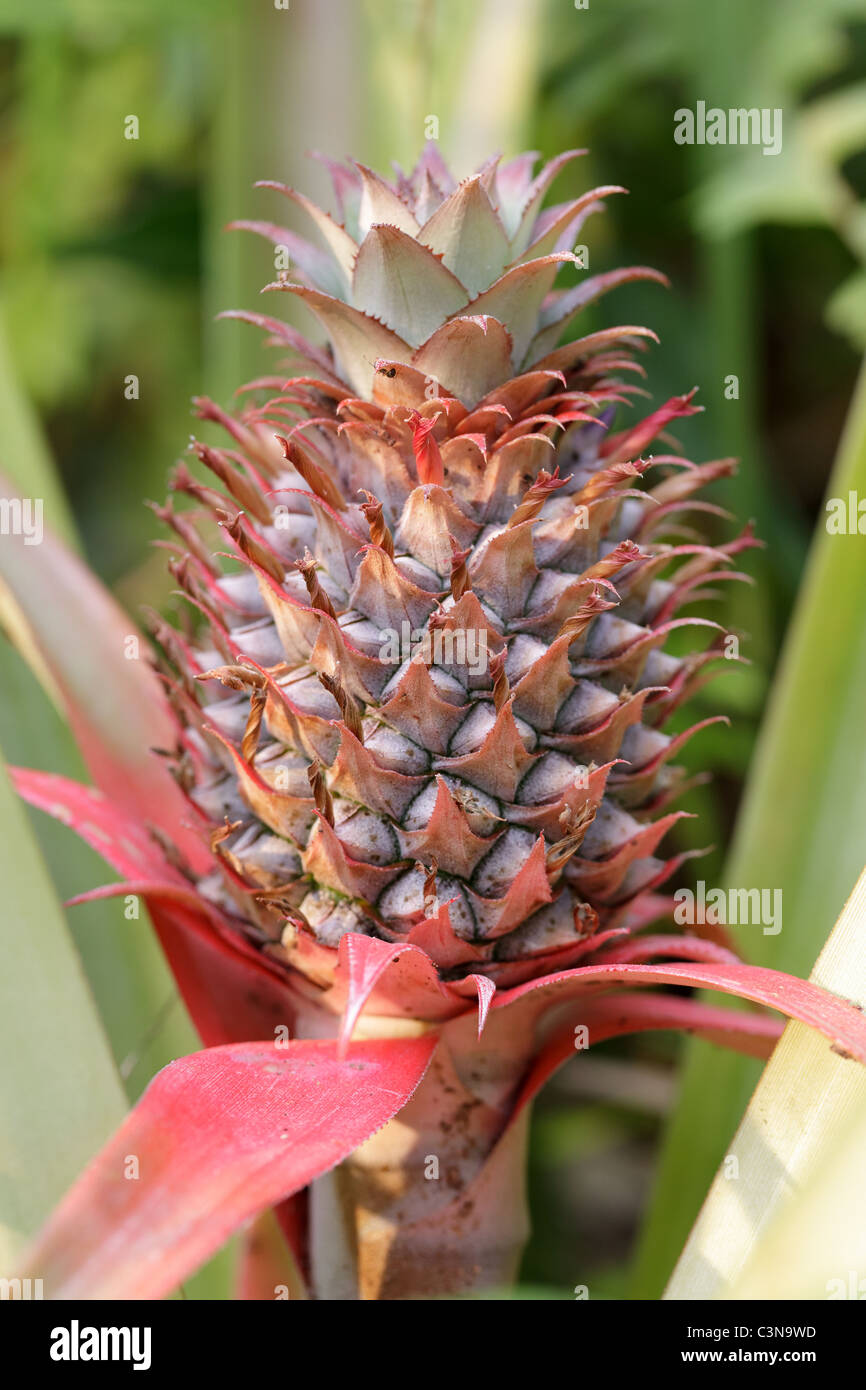 fresh young unripe pineapple on plant Stock Photo