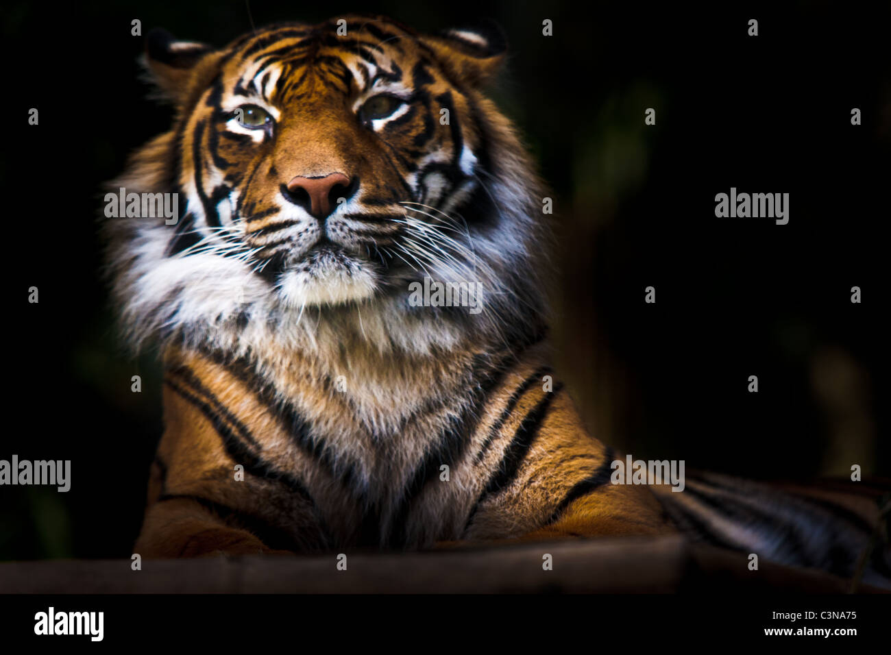 Critically endangered Sumatran Tiger (Panthera tigris sumatrae) basking on rock. Captive example. Stock Photo