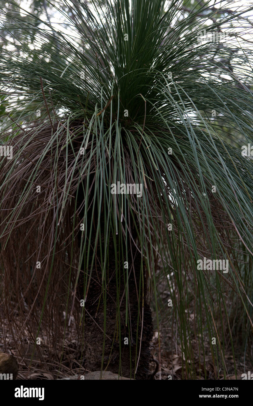 Grasstree (Blackboy) plant. Whitsunday Islands National Park
