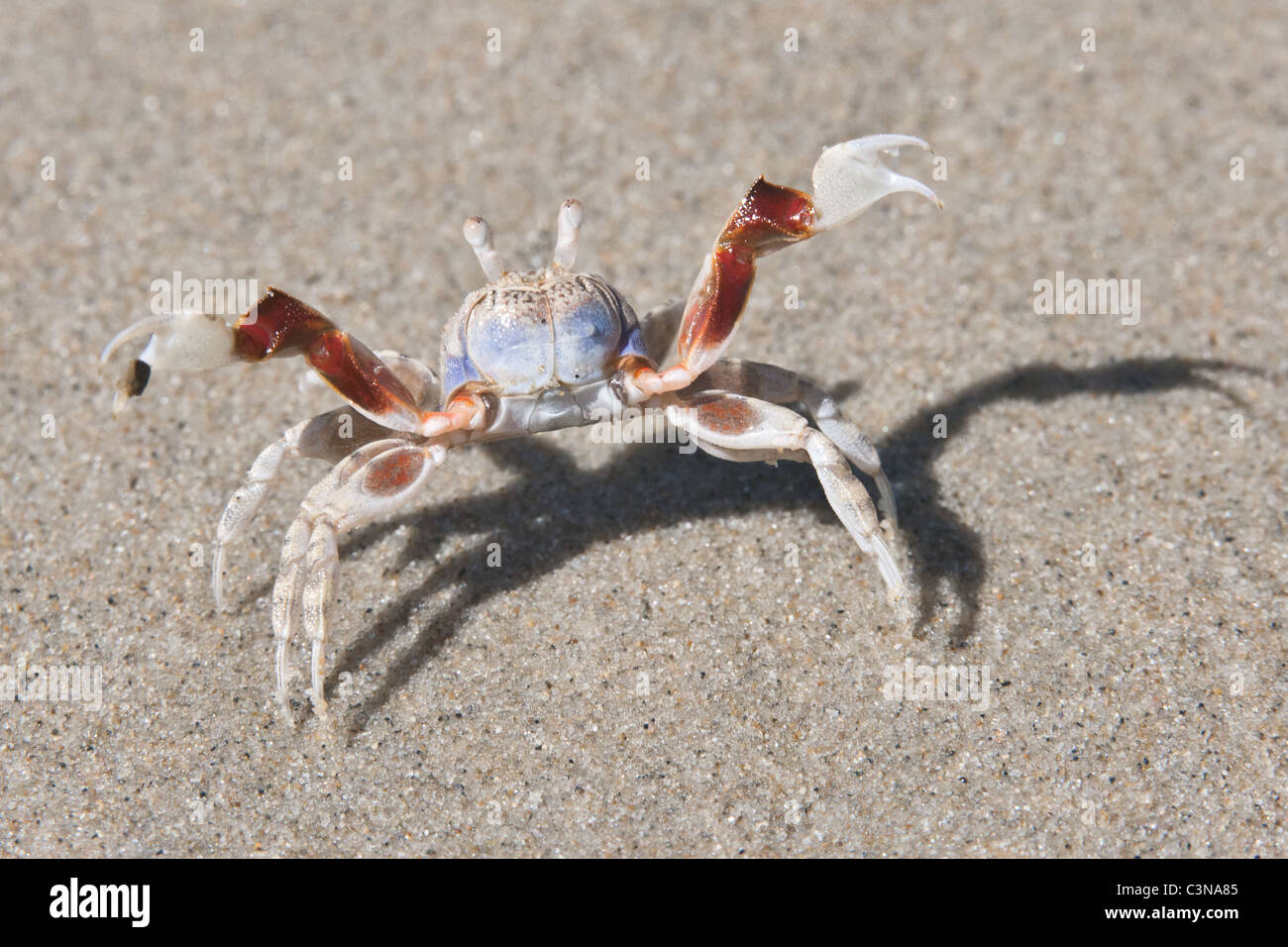 Close up of Soldier Crab on sandy beach. Wild specimen. Stock Photo