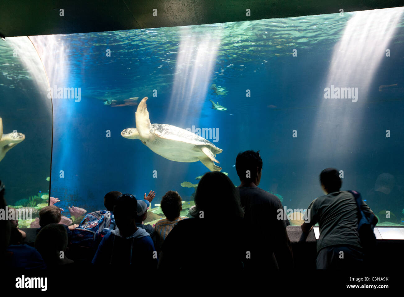 Visitors admire a Green Sea Turtle (Chelonia mydas) in aquarium.  Vancouver, Canada. Stock Photo