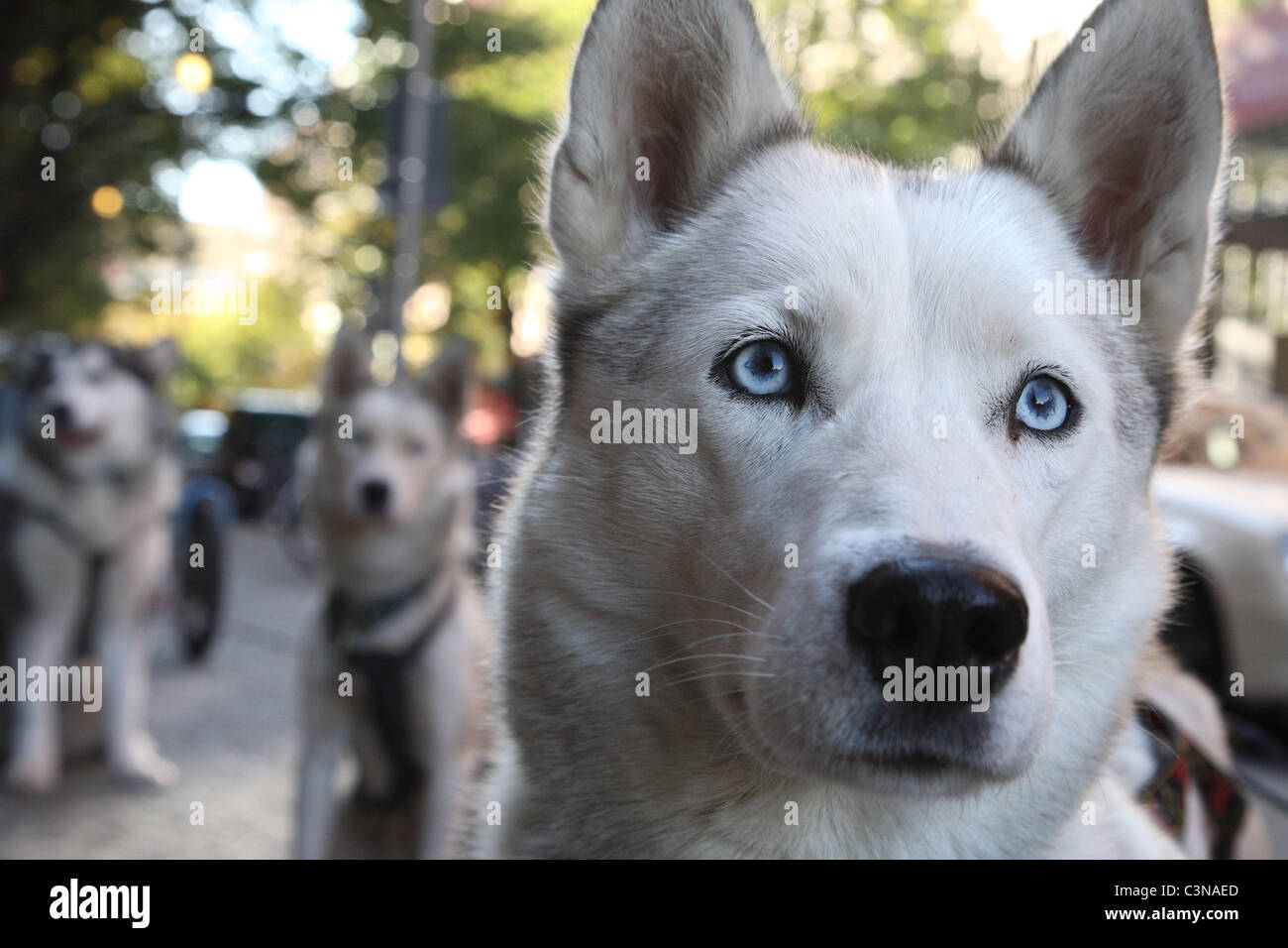 Huskies waiting for customers for a sightseeing tour, Berlin, Germany Stock Photo