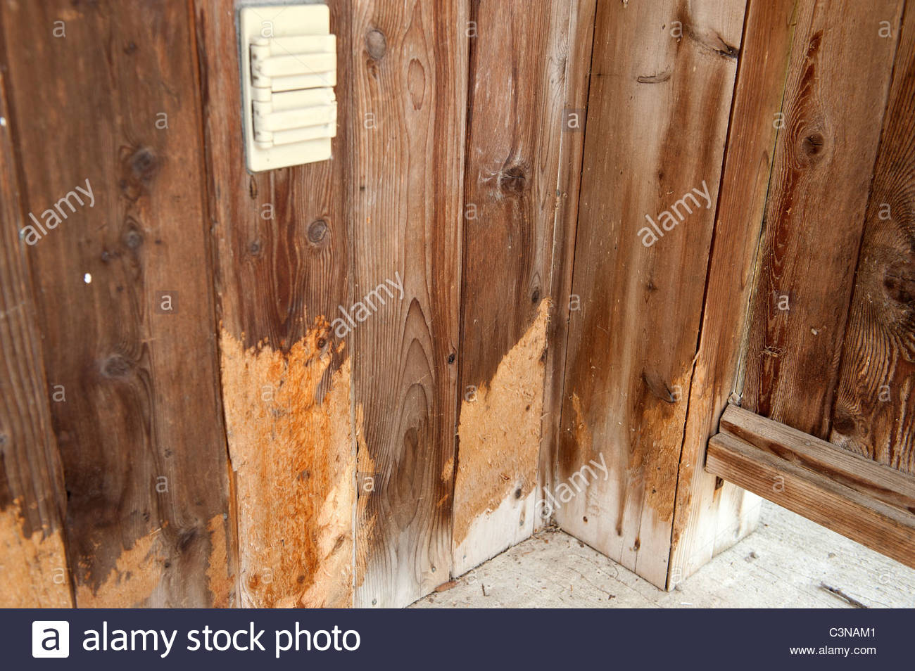 Porcupine Damage Stock Photos & Porcupine Damage Stock Images Alamy