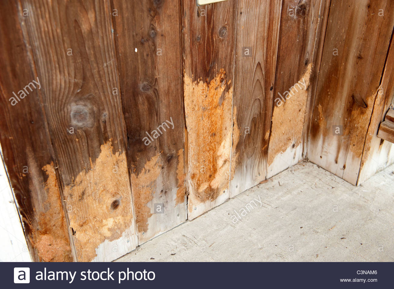 Porcupine Damage Stock Photos & Porcupine Damage Stock Images Alamy