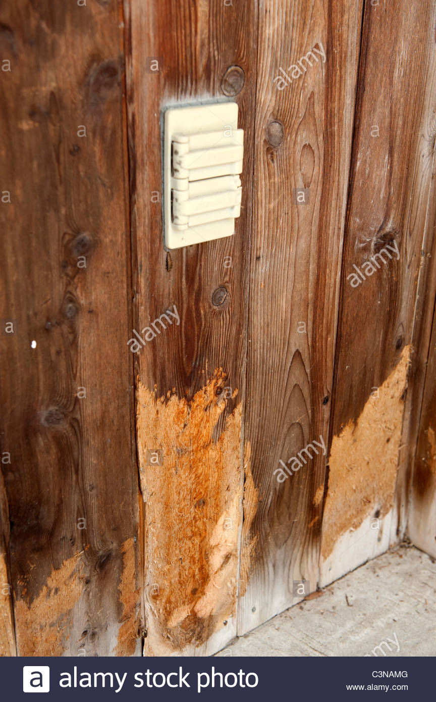 Porcupine Damage Stock Photos & Porcupine Damage Stock Images Alamy