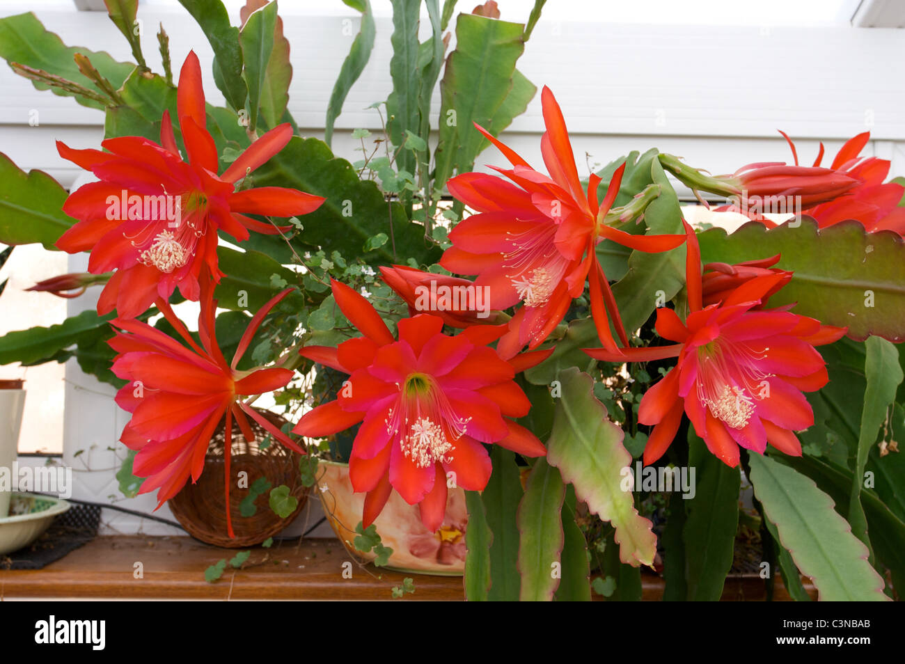 Epiphyllum "Slightly Sassy" red cactus flowers in conservatory Stock Photo