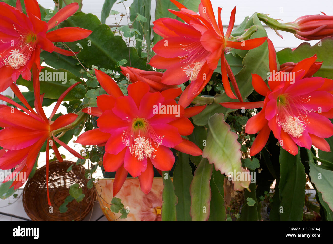 Epiphyllum "Slightly Sassy" red cactus flowers in conservatory Stock Photo