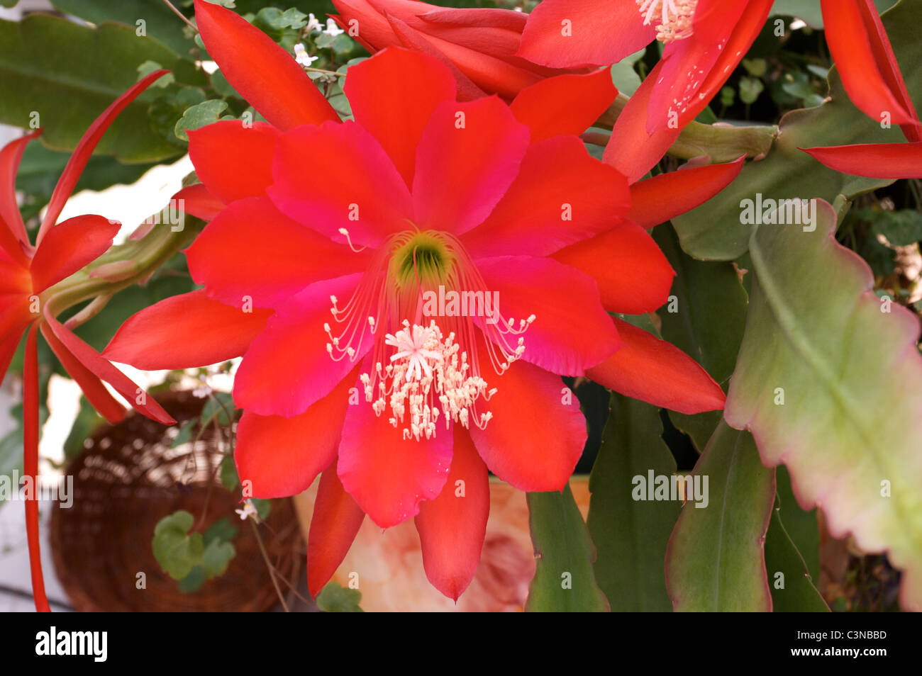 Epiphyllum 'Slightly Sassy' red cactus flowers in conservatory Stock Photo