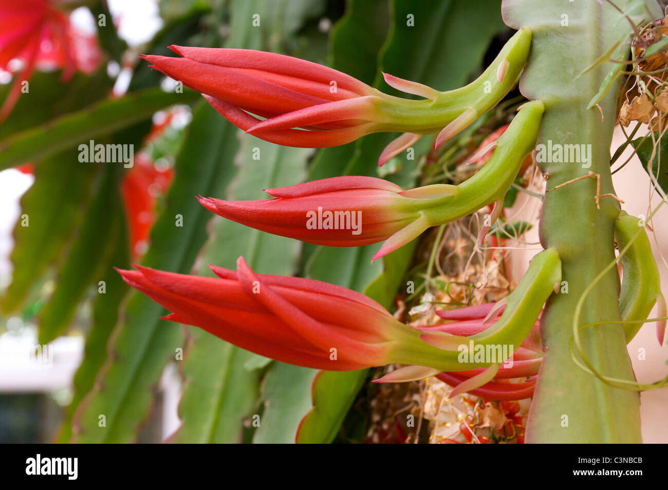 Epiphyllum "Slightly Sassy" red cactus flowers,buds Stock Photo