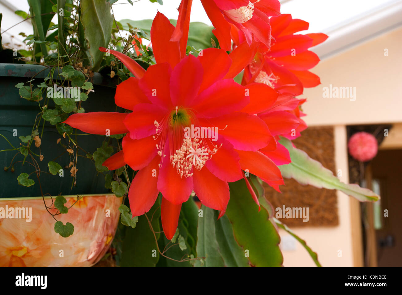 Epiphyllum 'Slightly Sassy' red cactus flowers, Stock Photo