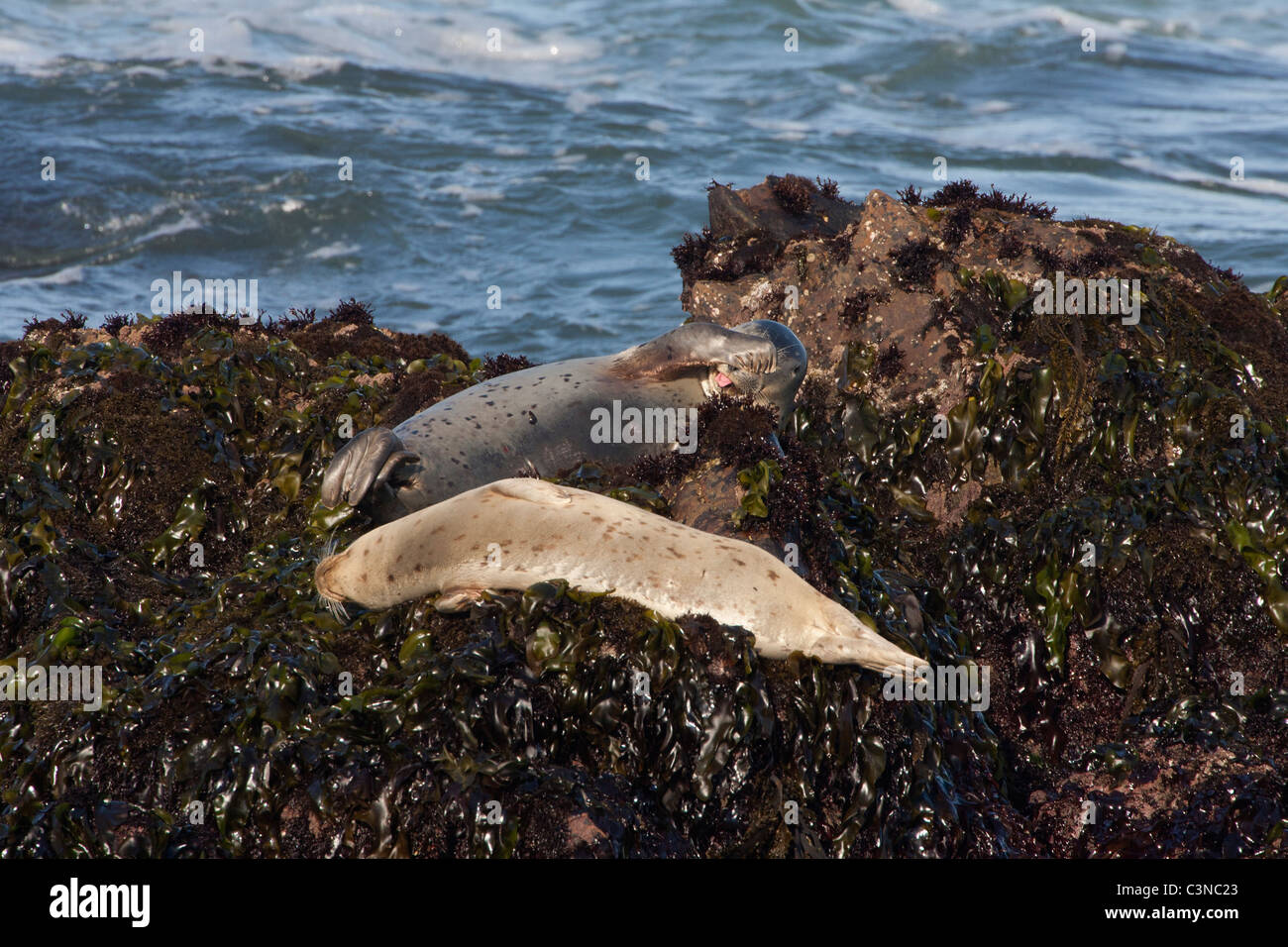 Harbor Seal Covering Eyes and Sticking Out Tongue Stock Photo Alamy