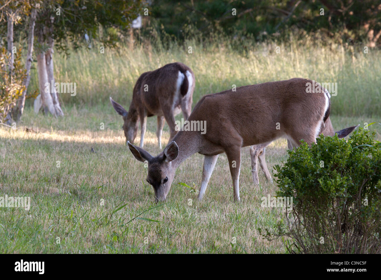 Mule Deer Does Grazing Stock Photo Alamy