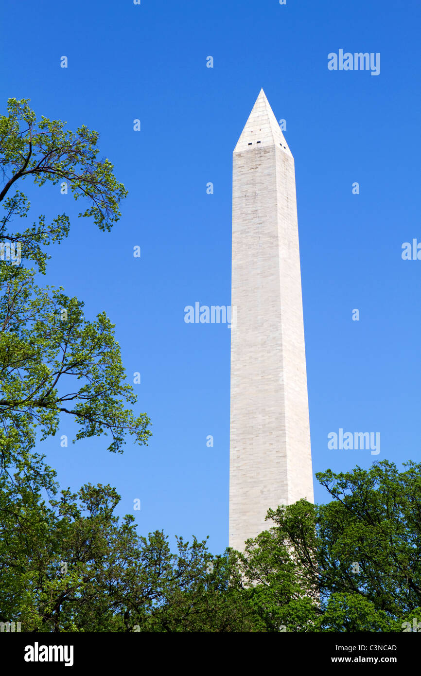 Washington Monument top viewed through the trees with a blue sky background in Washington, D.C