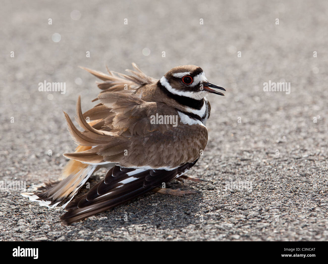 Killdeer birds lay their eggs on the ground by the side of roads and display an aggressive posture to ward of any dangerous animals Stock Photo