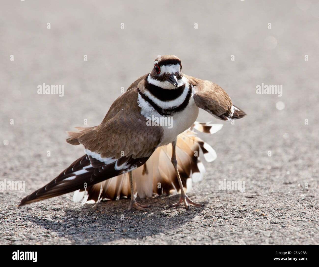 Killdeer birds lay their eggs on the ground by the side of roads and display an aggressive posture to ward of any dangerous animals Stock Photo