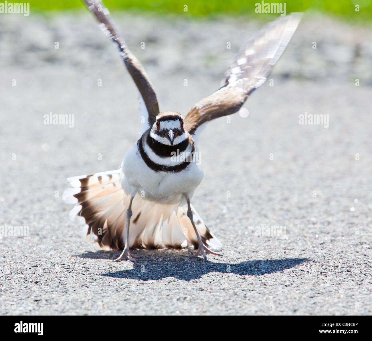 Killdeer birds lay their eggs on the ground by the side of roads and display an aggressive posture to ward of any dangerous animals Stock Photo