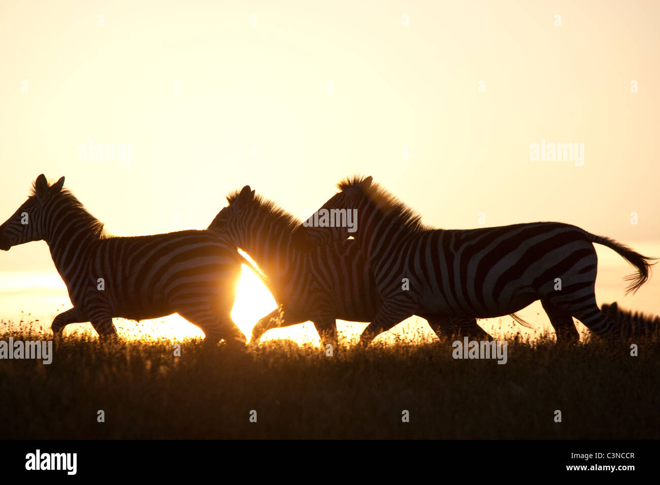 Zebras in San Simeon California at Sunset Stock Photo