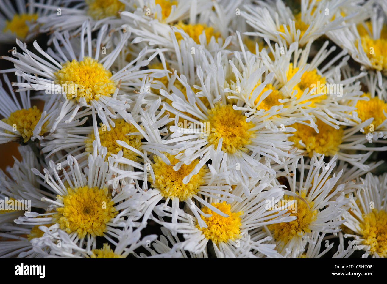 Quilled daisy mum, florist's chrysanthemum, Chrysanthemum morifolium Illusion, Dendranthema X grandiflorum Stock Photo