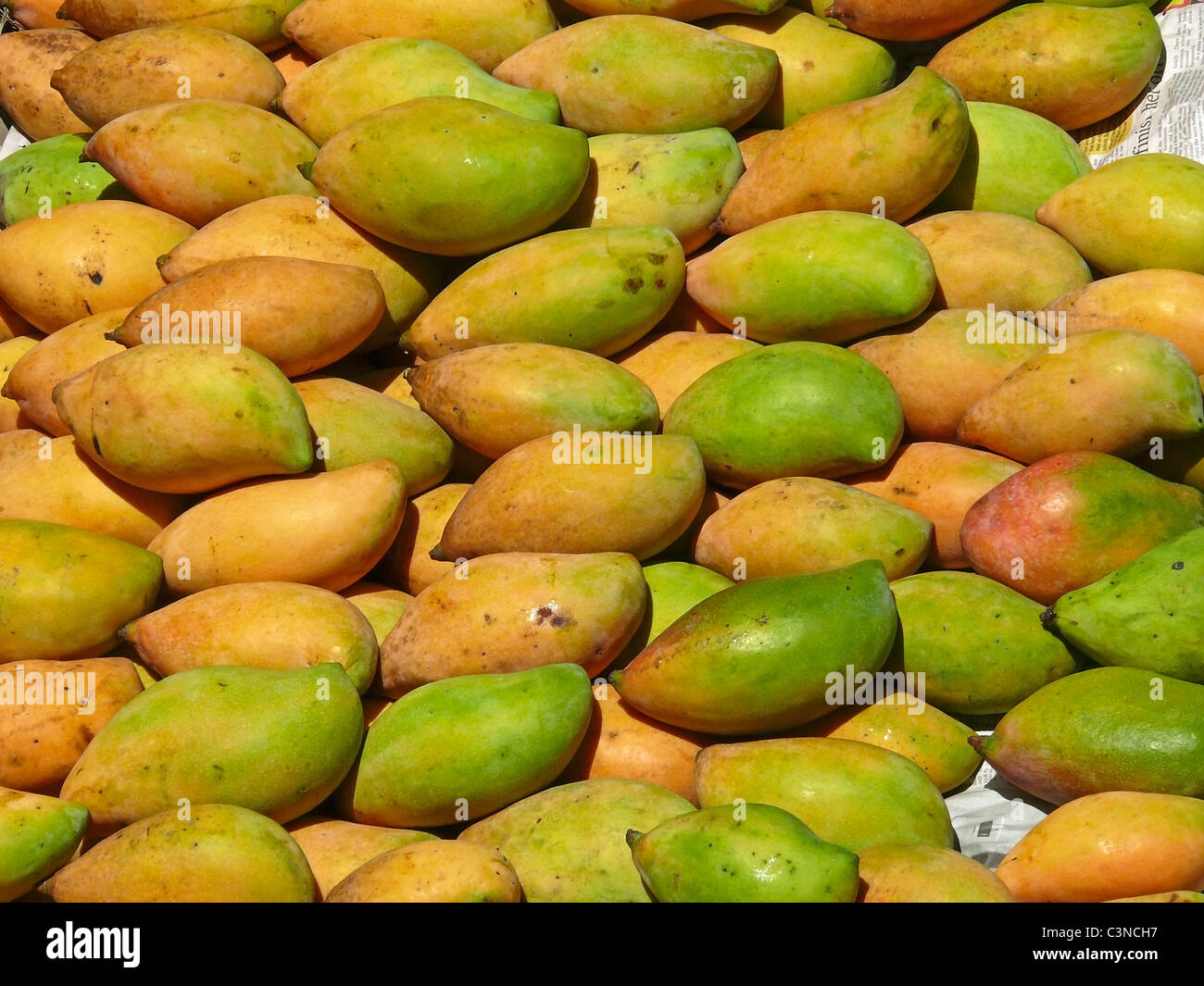 Fruits, Mangifera indica L, Totapuri Mangoes, India Stock Photo