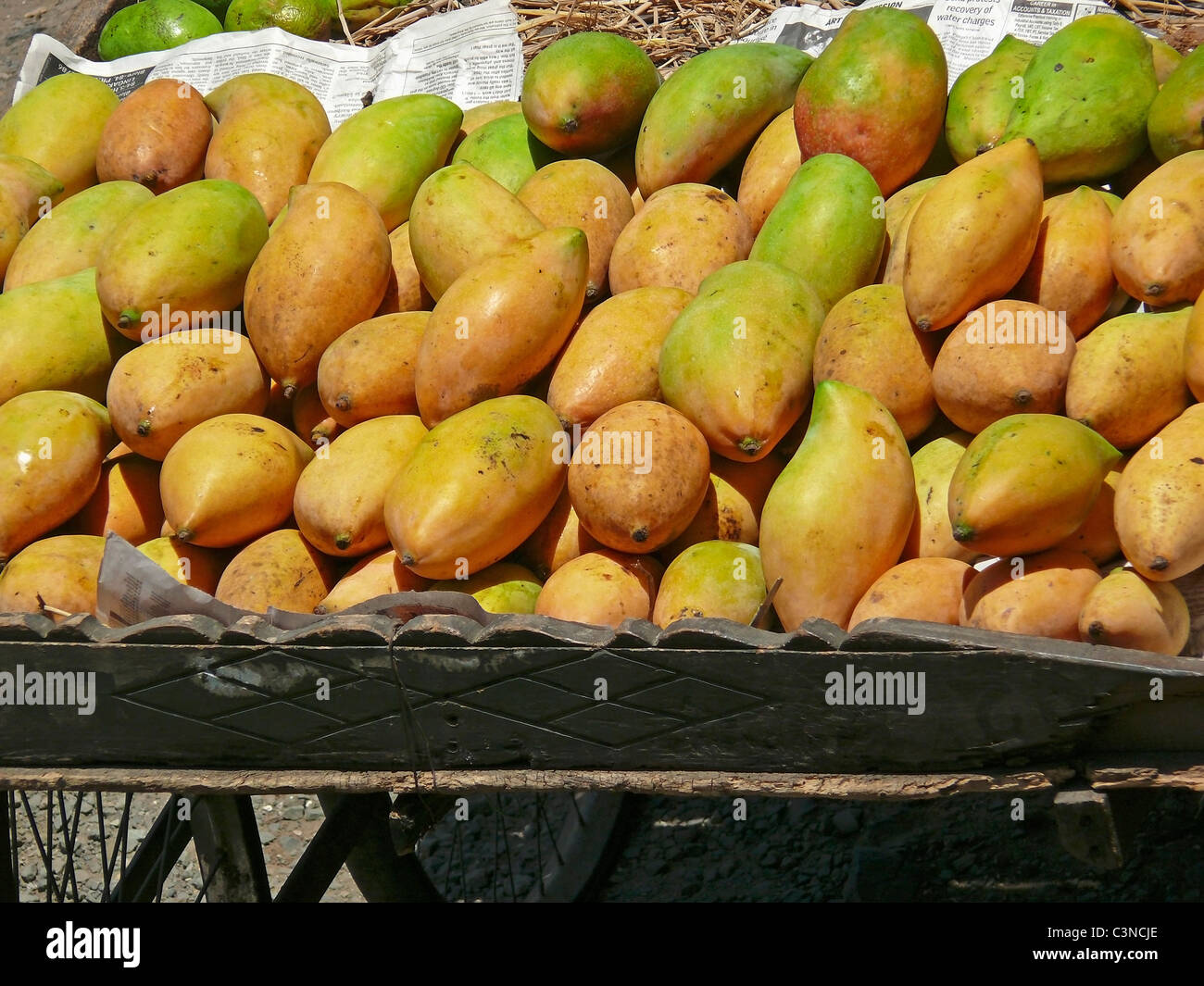 Fruits, Mangifera indica L, Totapuri Mangoes, India Stock Photo