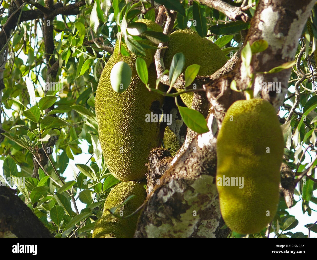 Jackfruit, Artocarpus heterophyllus Lam Moraceae, India Stock Photo