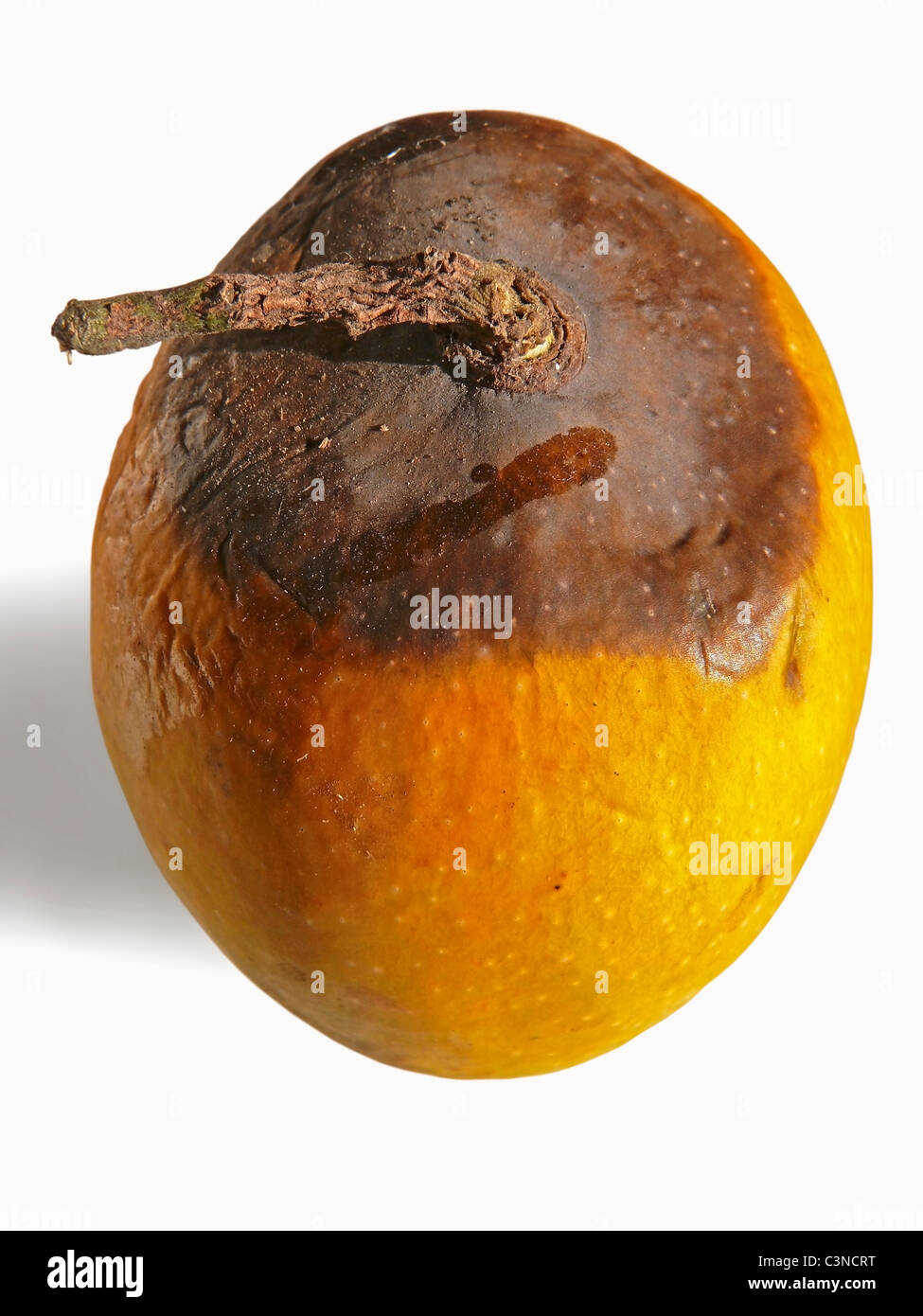 ROTTEN MANGO