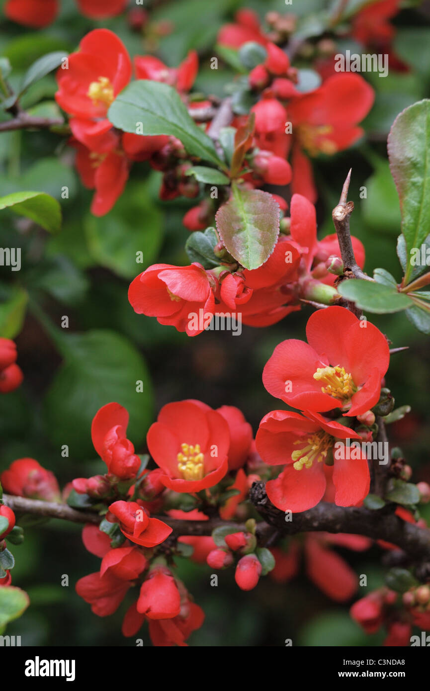 Japanese quince, Chaenomeles japonica Stock Photo
