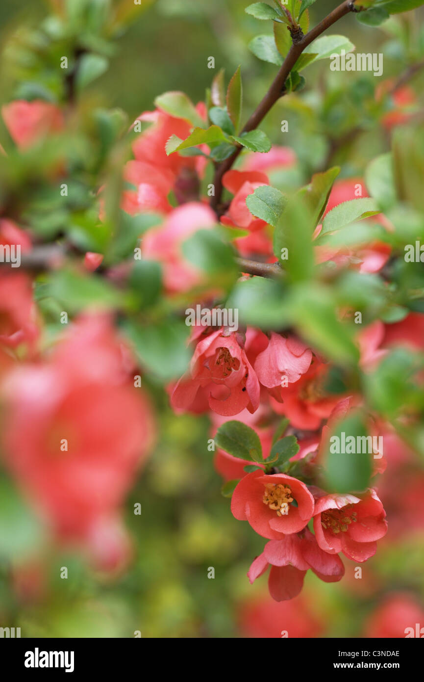 Japanese quince, Chaenomeles japonica Stock Photo